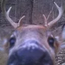 Fawn Forest