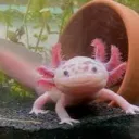 Axies Pond