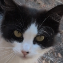 Pokemeow rangers Discord server icon