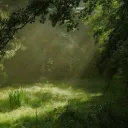 The Forest of Many Worlds