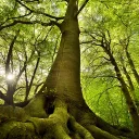 Baum