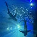Wild Sharks 🦈