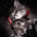 murky Discord server icon