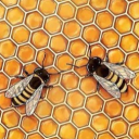 The BeeHive Discord server icon