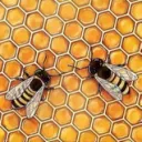 The BeeHive