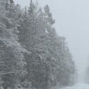 Woodland Grove Discord server icon