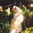 ⋆｡˚ 𖤓 ˚ 𓈒 ⌣　╱  𝒮ummerℱield