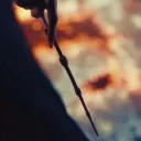 𝙷𝙾𝙶𝚆𝙰𝚁𝚃𝚂 𝙴𝚅𝙾𝙻𝚄𝚃𝙸𝙾𝙽