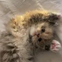 Perverts Only Server (Worth Jo... Discord Server Icon