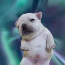 Pibble Circus