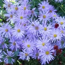 The Aster Field 🪻