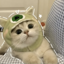Cute Cat Community (CCC) Discord server icon