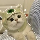 Cute Cat Community (CCC)