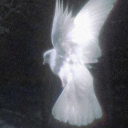 ✦༺ Lux Aeterna ༻✦