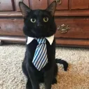 Black Cat SMP