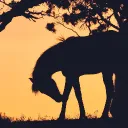 ⊹₊ ⋆ Thundering Hooves ꜜ