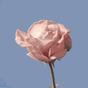 "life is a comedy, and I'm the joke." - cam