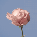 "life is a comedy, and I'm the joke." - cam Discord server icon