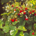 ˚˖🌱 𓍢ִ🍓 . ݁𐙚 𝕊𝕥𝕣𝕒𝕨𝕓𝕖𝕣𝕣𝕪 𝔽𝕚𝕖𝕝𝕕𝕤 Discord server icon