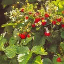 ˚˖🌱 𓍢ִ🍓 . ݁𐙚 𝕊𝕥𝕣𝕒𝕨𝕓𝕖𝕣𝕣𝕪 𝔽𝕚𝕖𝕝𝕕𝕤