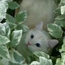 ♡ ︶︶ mint ✿ ₊ 🌿