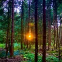 The Forrest