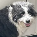 Oliver's Leftovers 4 Discord Server Icon