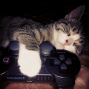 𝚟𝚒𝚜𝚝𝚒𝚊 │ Gaming & Cats Discord server icon