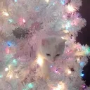 Christmas   —   Kiji