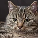 Cat 응집력 Discord server icon