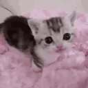 meow ❤・community