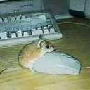 Internet links collect