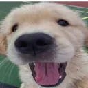 destroy all dogs empawrium