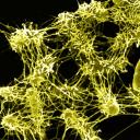 The Biofilm