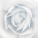 𝕋𝕙𝕖 𝔻𝕚𝕧𝕚𝕕𝕖 𝔹𝕪 ℤ𝕖𝕣𝕠 𝕄𝕒𝕣𝕜𝕖𝕥𝕚𝕟𝕘 𝕊𝕖𝕣𝕧𝕖𝕣 Discord server icon