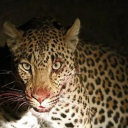 .•°○☆𝔖𝔬𝔲𝔩 𝔥𝔞𝔳𝔢𝔫☆○°•. Discord server icon