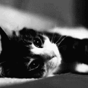 MoonWhisker Manor | 18+ Discord server icon