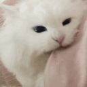 ֹ༘⋆𝓟awnics𓂅 ̼