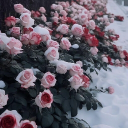 화괴：花怪 Discord server icon