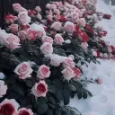 화괴：花怪