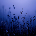 Darkness | semi toxic Discord server icon