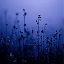 Darkness | semi toxic