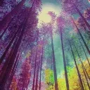 PNW PsyDM Society