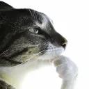 AUTIST COM