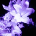 🪻𝒲ℯ𝓈𝓉ℯ𝓇𝒾𝒶 𝒮𝓅𝒶𝓇𝓀𝓈🪻 sfw • nontox ❄ Discord server icon