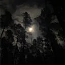 Night Owls