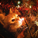 𓎟𓎟   ❄  ◞   𝒮nowspire ℋigh Discord server icon