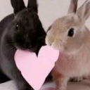 🐾/indulgence Discord server icon