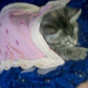 ˖ ᡣ𐭩KittyCity ࣪  ౨ৎ˚₊ Discord server icon