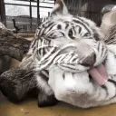 ©   YAREU   # cheap decors Discord Server Icon